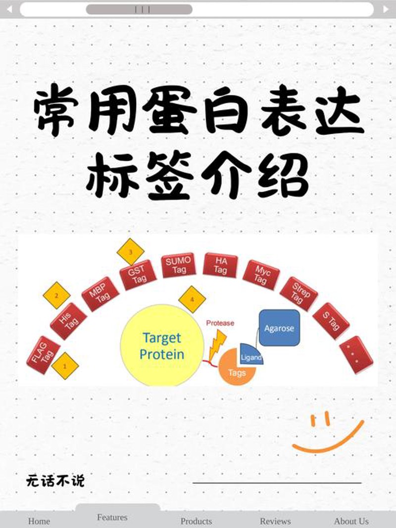蛋白表达